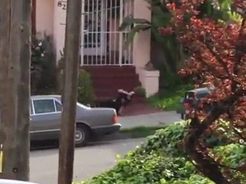 Am I Am from Lakai Skate