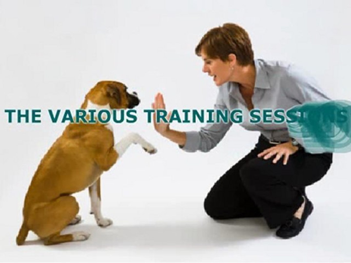 ⁣Top Dog Training Advice
