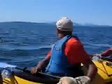 Kayaking with Killer Whales