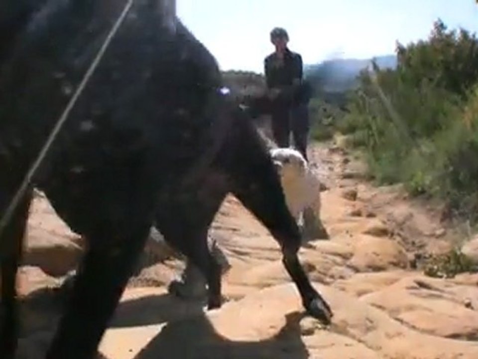 Suicycling!
