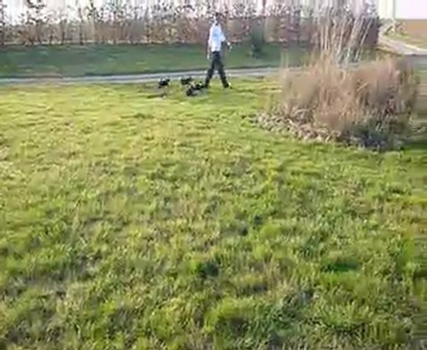 chiots oki square yorkshire