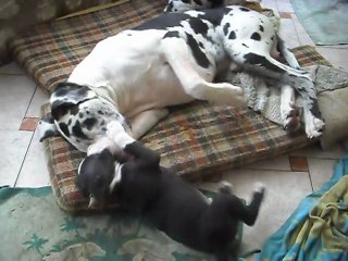 Elios avec ses pts chiots