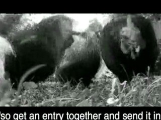 el pollos intergalactiques