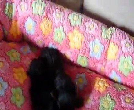 chiots yorkshire lof