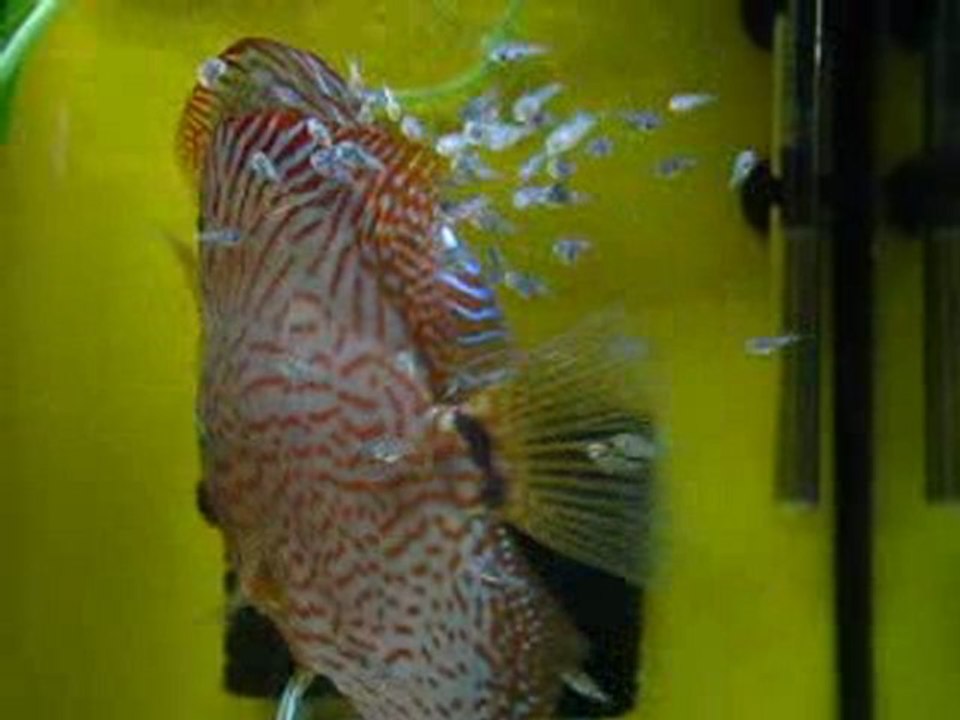 Konya Discus-Red Spotted Leopar ve Green Leopar 14. gün