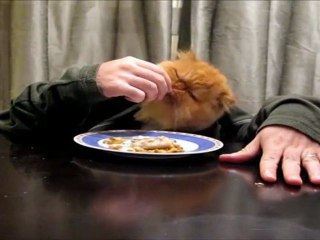 Le Zap de Spi0n.com n°53