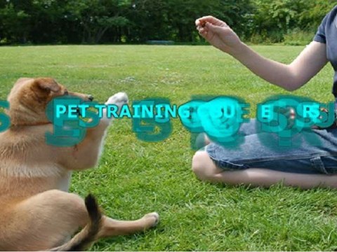 Dog Training Collar For Obedience Training
