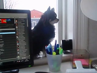 Ozzy sjunger Coyotes