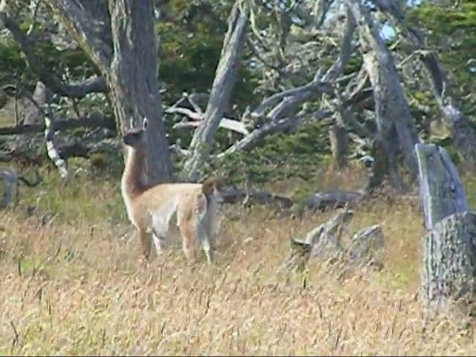 guanacoson