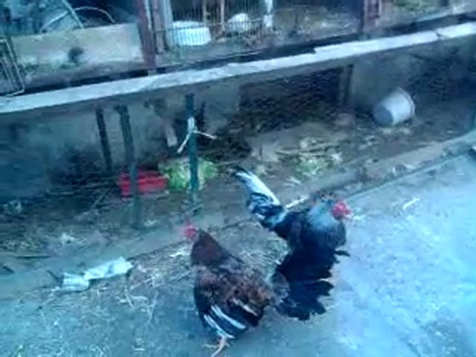 gallo del  nano