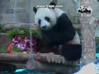 PANDA Chuang-Chuang 10th Birthday[2]