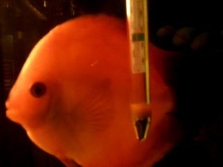 Vidéo0020