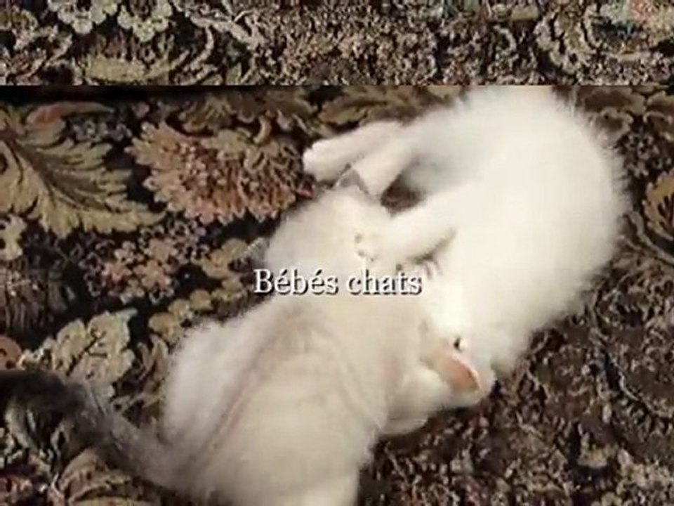 Bébés chats
