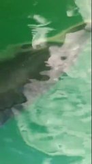 Dauphin Les Yeux Dans Les Yeux