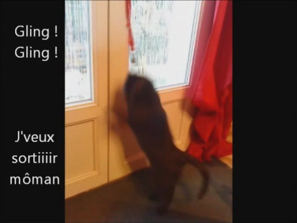 Cachou veut sortir