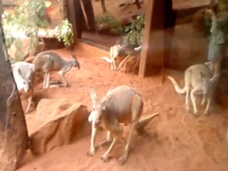 wildlife