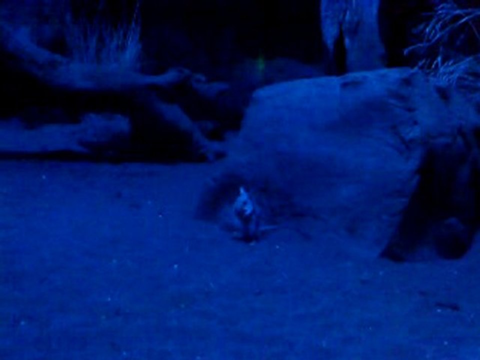 wildlife (9)