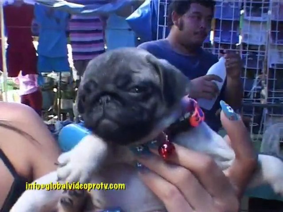 PATTAYA NITE LIFE, WALKING STREET, KICKBOXING, THAILAND