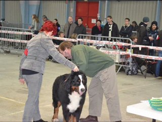 EXPO NIORT 2011 EVEREST ET CYRIUS 1 ER E PARTIE