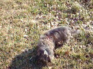 gipsy et moustik schoenenbourg 12 fev 2011