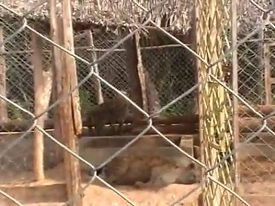 Deep Sea Pet Center'ın Afrika Tanzanyadan video görüntüleri