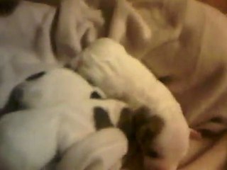 VID 00015-20110202-2221