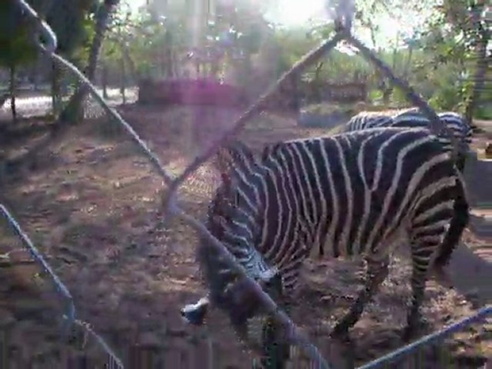 Deep Sea Pet Center'ın Afrika Tanzanyadan video görüntüleri