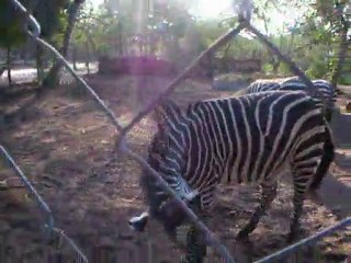 Deep Sea Pet Center'ın Afrika Tanzanyadan video görüntüleri