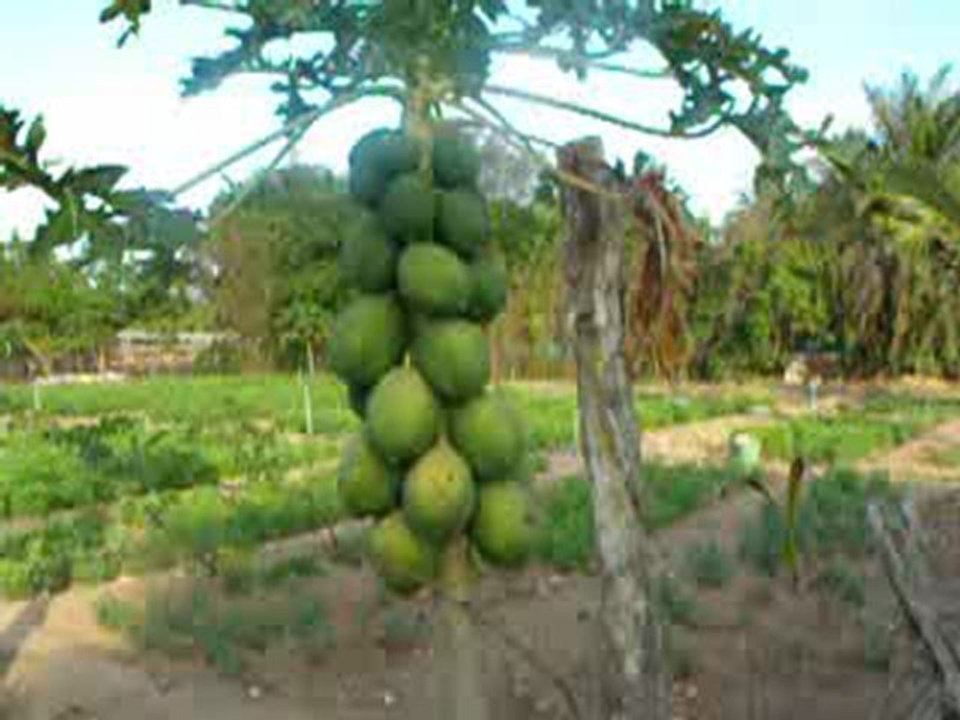 Deep Sea Pet Center'ın Afrika Tanzanyadan video görüntüleri