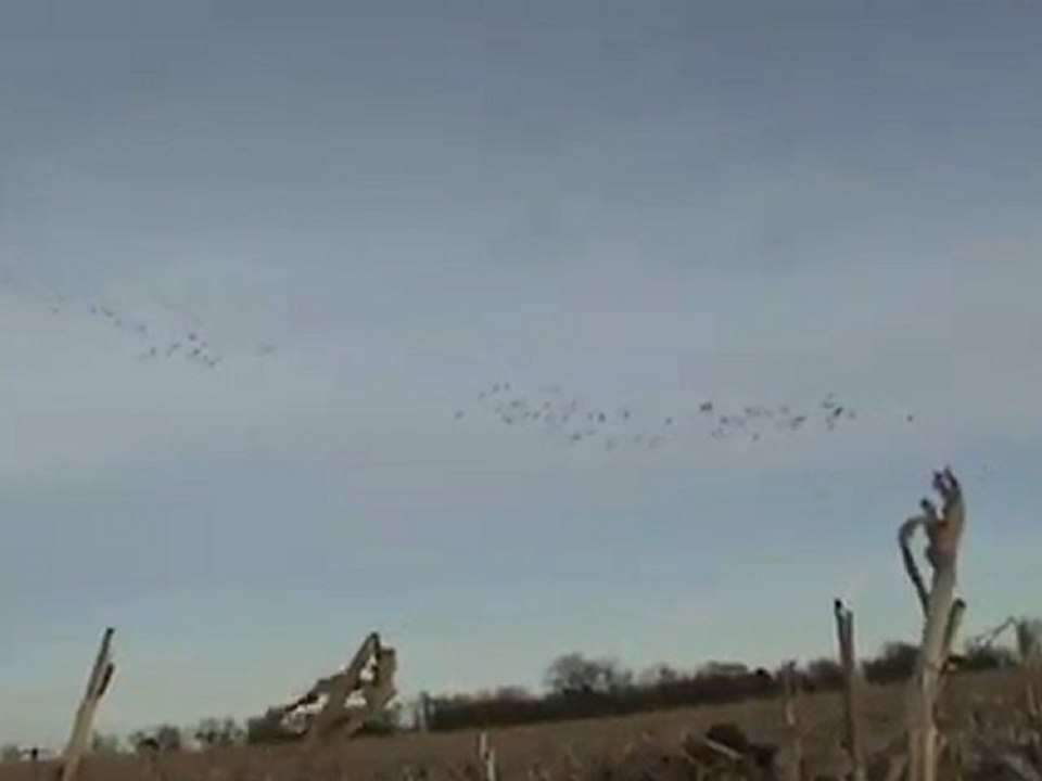 Duck Hunting South Dakota corn fields