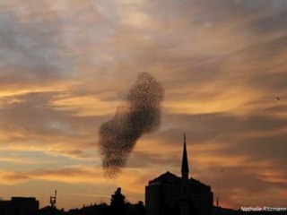 Istanbul - le ballet des étourneaux, sığırcık balesi