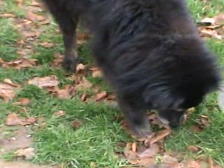 Timidement, Sundae découvre le terrain !