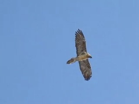 Gypaète barbu (FILM DE RABAHI BOUSSAD)