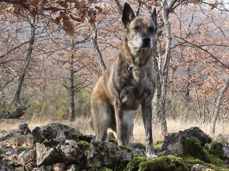 Obéissance canine - Nice Dog Education - Education canine 06