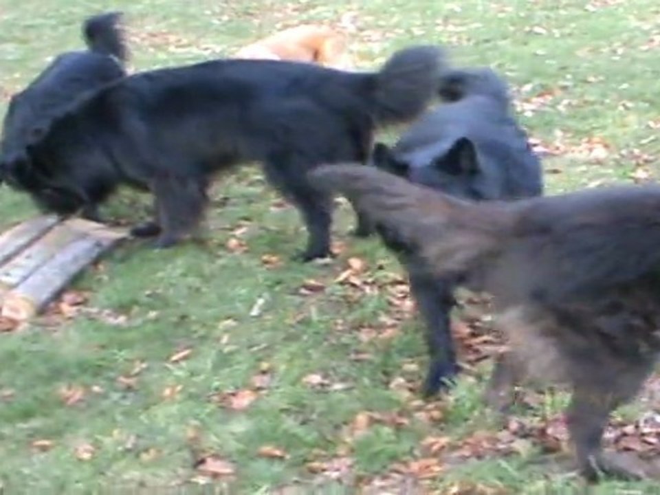 La meute au complet !!!