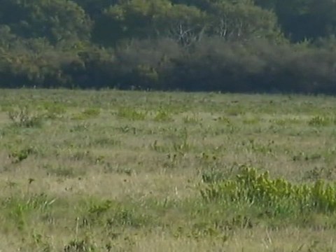 Setter de la foret du melu CH.ETA