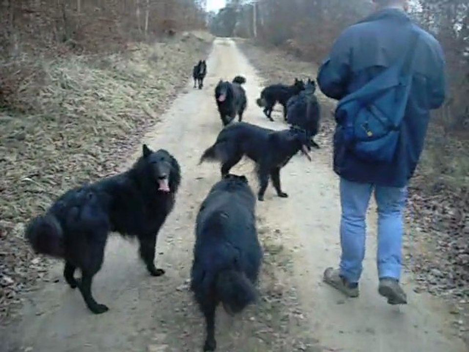 13 février 2011 : notre promenade forestière