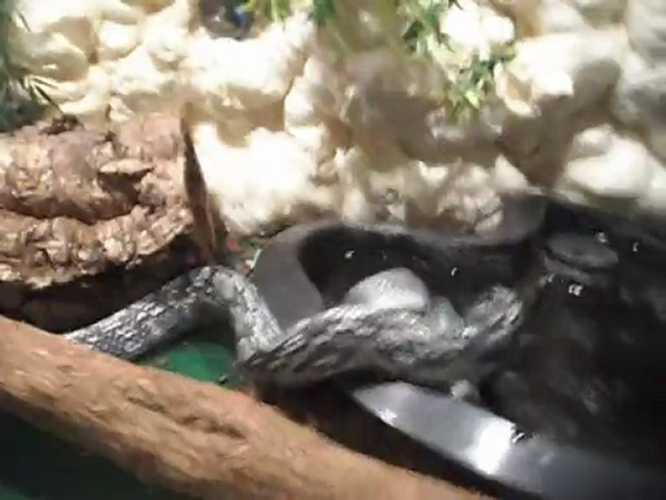 attaque d'une taeniura ssp