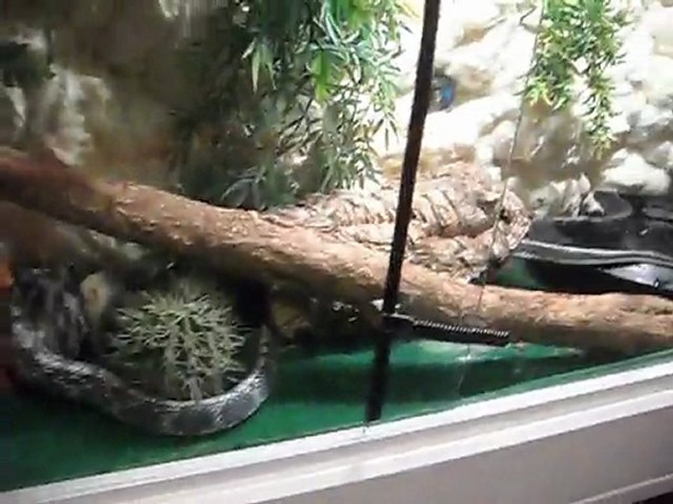 Apero pour une taeniura ssp