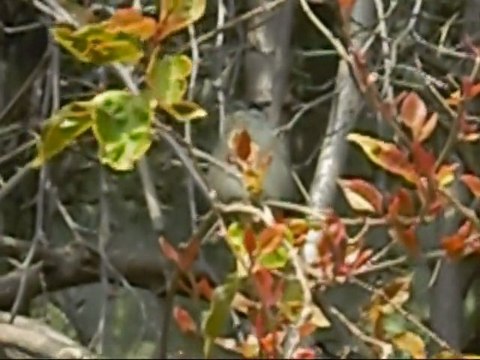 Fauvette à tête noire