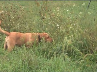 Brandy Training  Short MEPG2 DV High Quality 14 MB