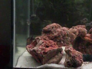 Tropheus İkola (Yeni Erkek Dişilere Kur Yaparken)