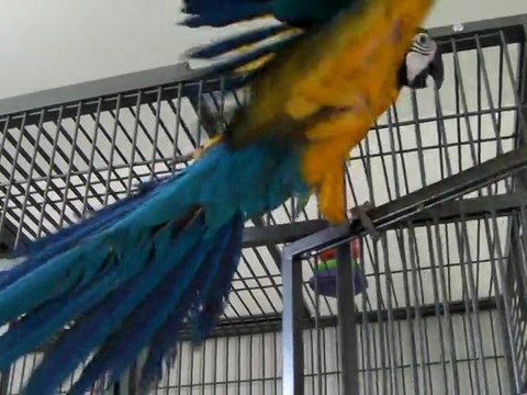 Lola, mon ara ararauna : sa 1ère sortie