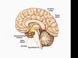 Fluoride Dangers To The Pineal Gland
