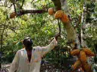 Économie de la république de Côte d'Ivoire-images