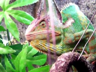Cameleon Jarod