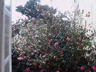 IMAG0135