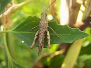 DJ.JORDAN - В мире насекомых