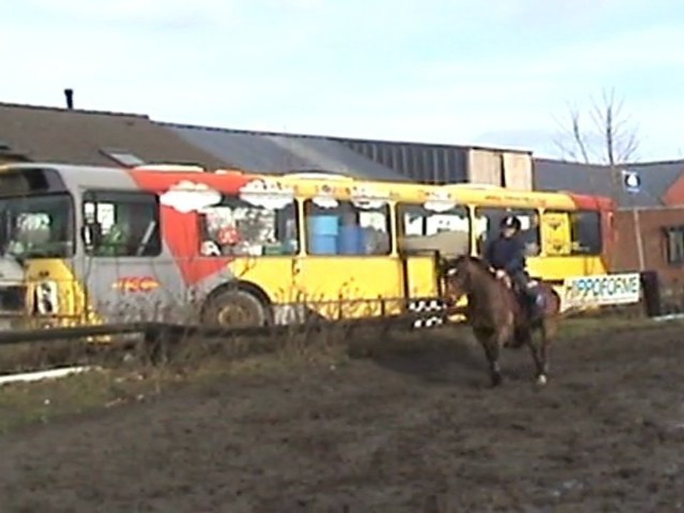 COMPLET - PONEY NEW FOREST NE EN 2004 - 1m45