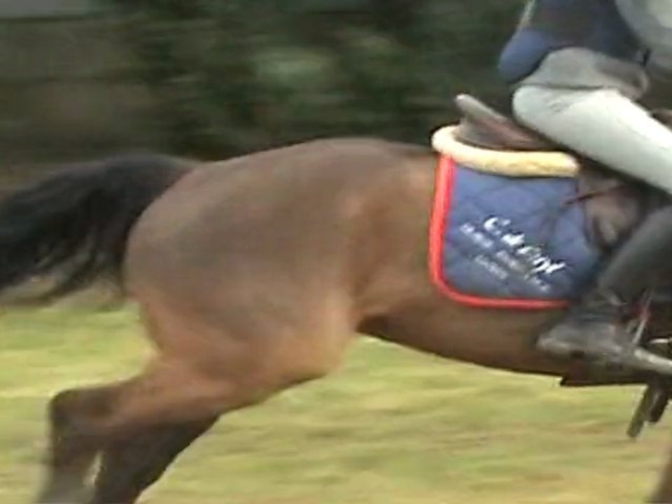 COMPLET - PONEY N FOR NE EN 2004 - 1m45 -  ESCALIER - MUR